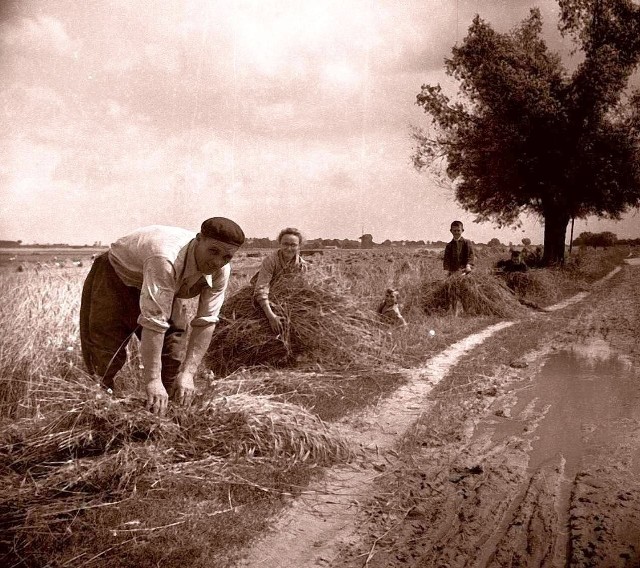 Żniwa zbliżają się do końca. Zdjęcie wykonane w rejonie Mokrego  w pow. mogileńskim, w latach  50. ub. wieku