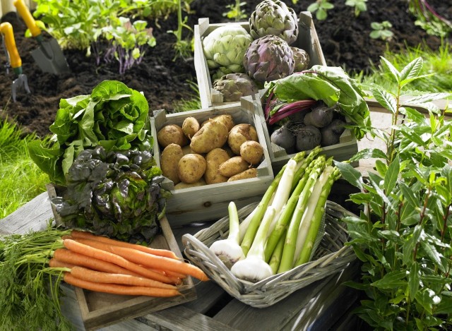 Jeśli odpowiednio zadbamy o warzywa, doczekamy się wspaniałych i zdrowych plonów.