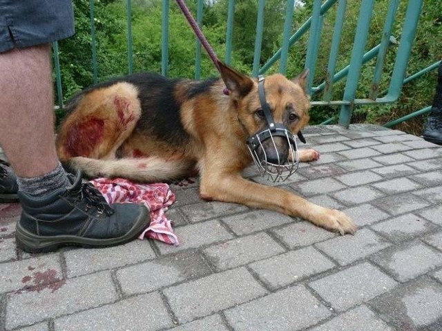 Pies trafił pod opiekę fundacji EMIR, ale nie udało się go uratować