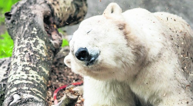 Tak prezentuje się niedźwiedź polarny z warszawskiego zoo. A już niedługo ten gatunek zobaczymy w Bydgoszczy