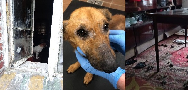 Kilkanaście zaniedbanych psów odebrano właścicielom z Dobrosułowia w gminie Bytnica.