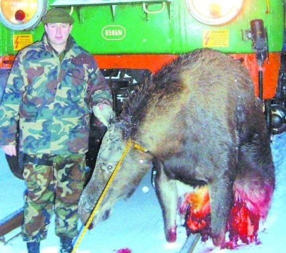 - Ta łosza miała straszną śmierć. Była ciągnięta kilka kilometrów przed lokomotywą - mówi Robert Makuła, strażnik BPN.