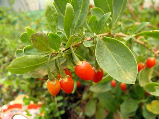W sklepach ze zdrową żywnością furorę robią jagody goji. To owoce kolcowoju, który możemy z powodzeniem uprawiać w ogrodzie.
