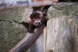 Chorzów. Rosomaki urodzone w Śląskim Ogrodzie Zoologicznym ruszyły w świat. Jeden jest już we Francji, drugi leci do Szkocji