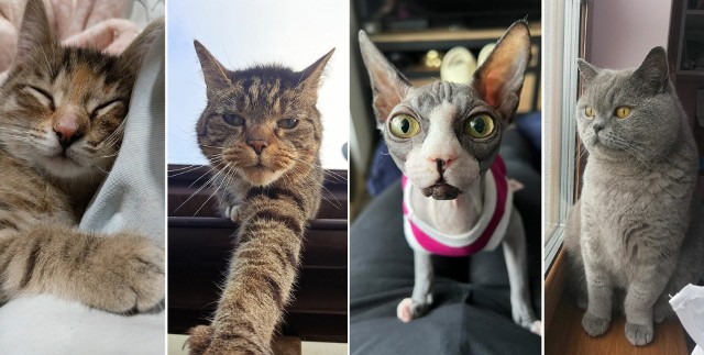 17 lutego obchodzimy Światowy Dzień Kota. Zobacz zdjęcia kotów naszych Internautów.