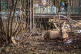 Zakopane. Nie żyje jeleń, który zaglądał do miasta