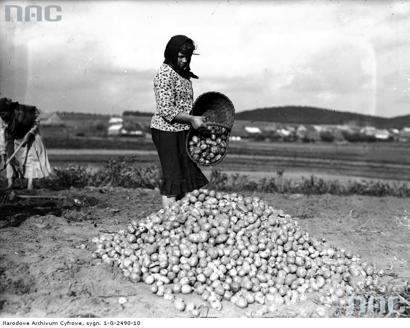 Wykopki - kobiety przy pracy, 1931 r.