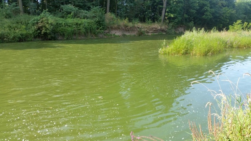 Przyducha wybiła setki ryb w Nysie Kłodzkiej