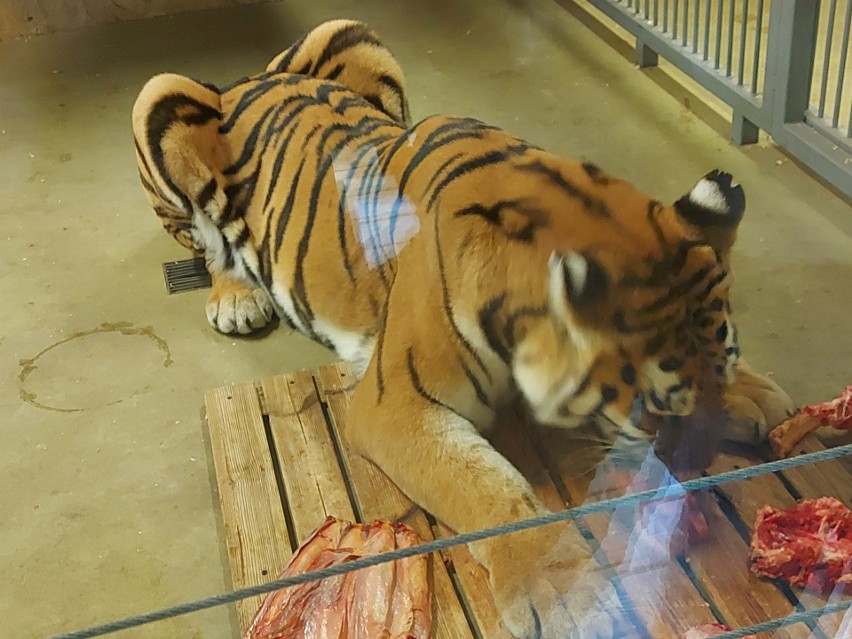 Światowy Dzień Tygrysa w Śląskim Ogrodzie Zoologicznym. Do akcji dołączyła Fundacja Fascynujący Świat Dziecka