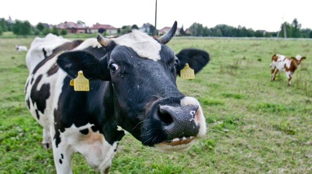 Dlaczego muzyka sprawia, że dają więcej mleka? Dlaczego w Indiach ich mocz sprzedają w butelkach? Czy to prawda, że krowy potrafią się zaprzyjaźniać? Zobaczcie najciekawsze fakty o krowach. Przejdź do galerii ----->