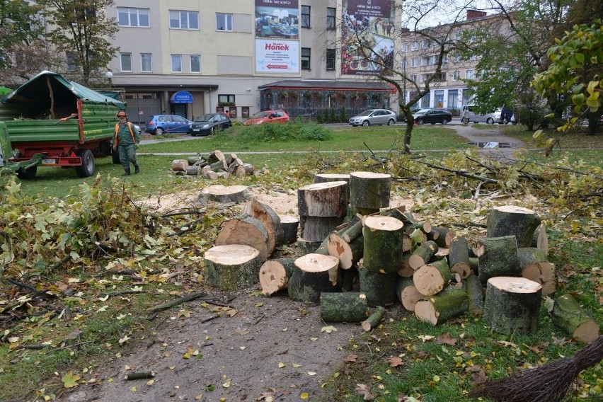 Kolejna rzeź drzew w Kielcach?