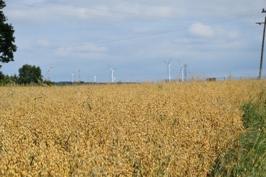 W powiecie sławieńskim ruszyły żniwa. Jakie będą? Co mówią rolnicy?