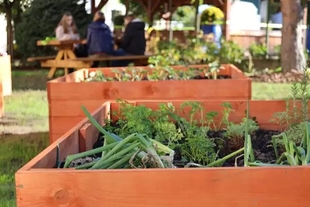 Dziewięć placówek oświatowych w Rybniku otrzymało granty z programów Seed Programs International oraz Resiliency Gardens, na założenie i uprawę przyszkolnych ogródków