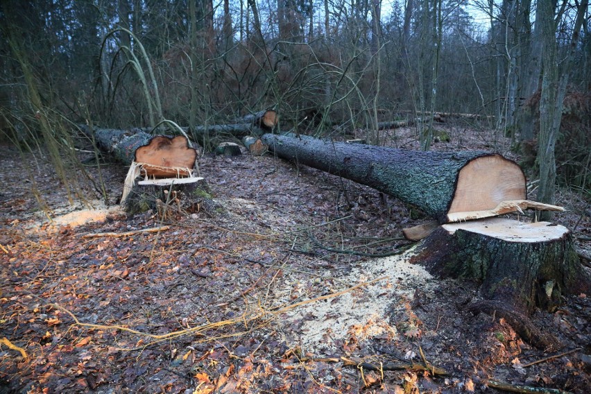 Wycinka drzew w Puszczy Białowieskiej