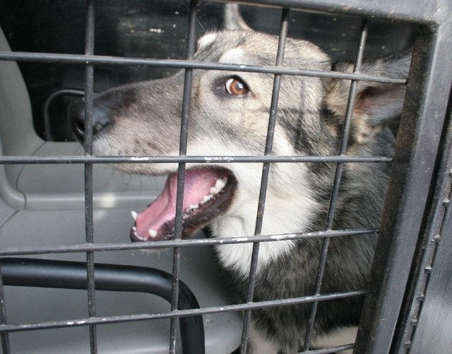 Pies, który sprawił tyle zamieszania wcale nie wyglądał na agresywnego. Pogodzony z losem czekał w samochodzie Straży Miejskiej na wyjazd do Orzechowiec.