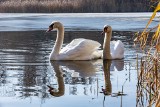 Na pomoc zwierzętom. W Mosinie uratowali łabędzia i psa. Kuba utknął w lodzie