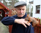 Wiewiórka ze Szczecina podbija świat. Poznajcie Pitka - jest przeuroczy! [wideo, zdjęcia]