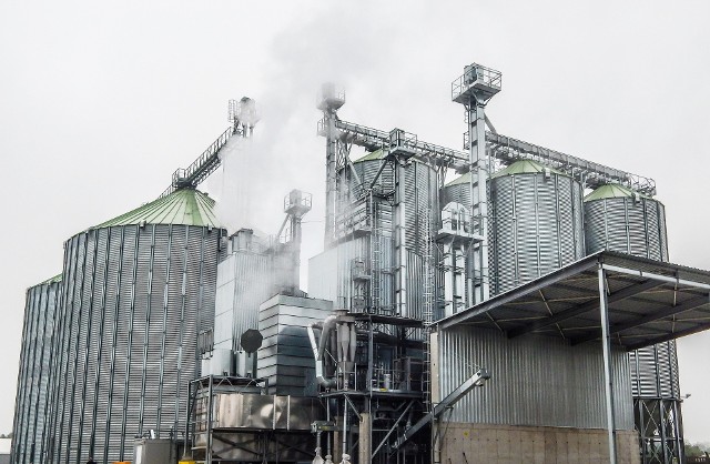 W kompleksie suszarniczo-magazynowym w Chojnowie trwa suszenie kukurydzy