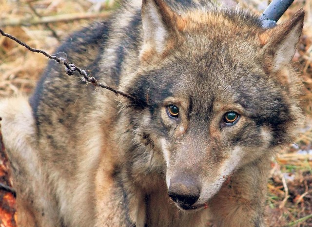 Obecność wilków w lasach Pomorza Środkowego nie jest już żadną sensacją.
