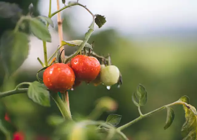 Każdego roku zwiększa się liczba odmian pomidora.