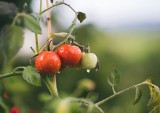 Jak sadzić pomidory? Proste porady, dzięki którym osiągniesz sukces w uprawie warzyw