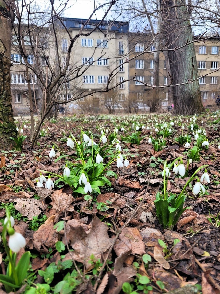 W Parku Krakowskim zakwitł pierwsze przebiśniegi