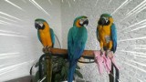 Zwariowane papugi z Retkini - Elvis, Zuzia i Lola rozrabiają na balkonie [zdjęcia]