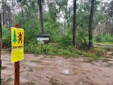 Po zniszczeniach spowodowanych przez nawałnice w Nadleśnictwie Dobrzejewice wprowadzono zakaz wstępu do lasu