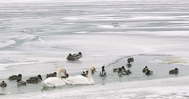 Ptaki nad Jeziorem Tarnobrzeskim cały czas wzmagają ruch wody, która dzięki temu nie zamarza 