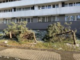 Na os. Tysiąclecia w Katowicach nielegalnie wycięto drzewa. Jest nagroda za wskazanie sprawcy