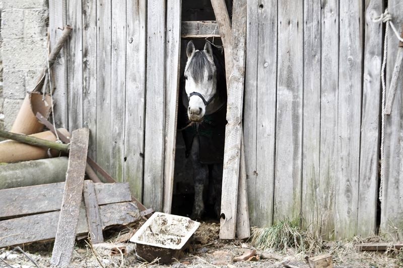Konie marzną w stodole bez drzwi...
