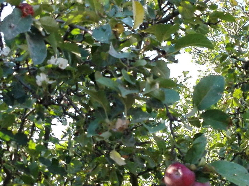 Sierpniowe zakwitnięcie jabłoni, z których wciąż jeszcze nie...