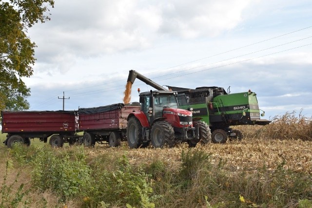 Na polach w gminie Trzemeszno (woj. wielkopolskie) w drugiej połowie października zebrano część kukurydzy