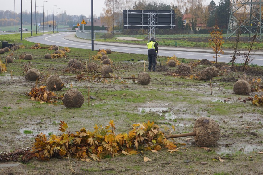 Na początku listopada posadzono 3 tysiące drzew.