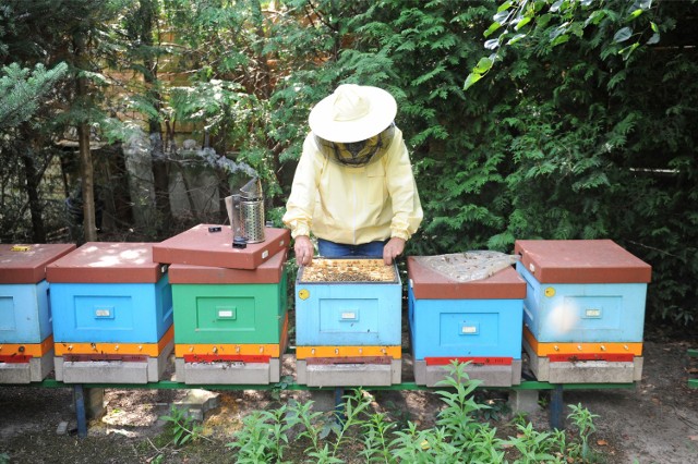 Ochrona pszczół będzie dofinansowanaOchrona pszczół będzie dofinansowana