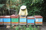 Ochrona pszczół będzie dofinansowana