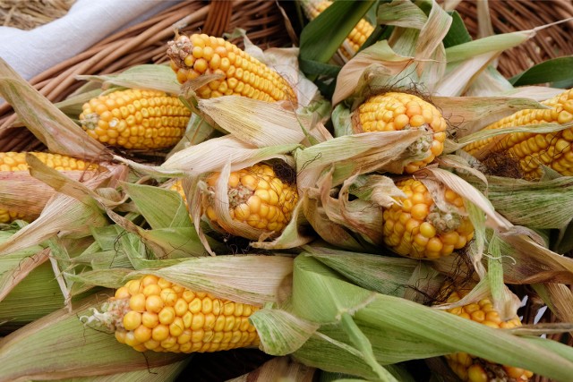 W tym roku zbiory kukurydzy powinny być dużo lepsze niż w minionym