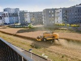 Lublin miejsko-wiejski. Rolnicze widoki w granicach miasta (ZDJĘCIA)                                       