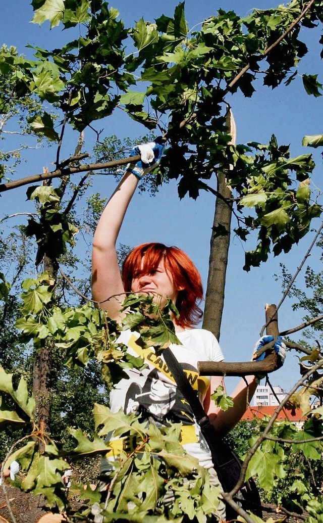 Legniczanie przeżyli szok, oglądając swój zniszczony park