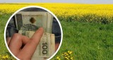 Ile kosztuje teraz ziemia rolna w Polsce [CENY GRUNTÓW]