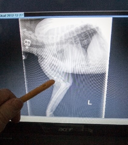 Podczas zabiegu udało się wyciągnąć śrut, który utkwił w łapie psa.