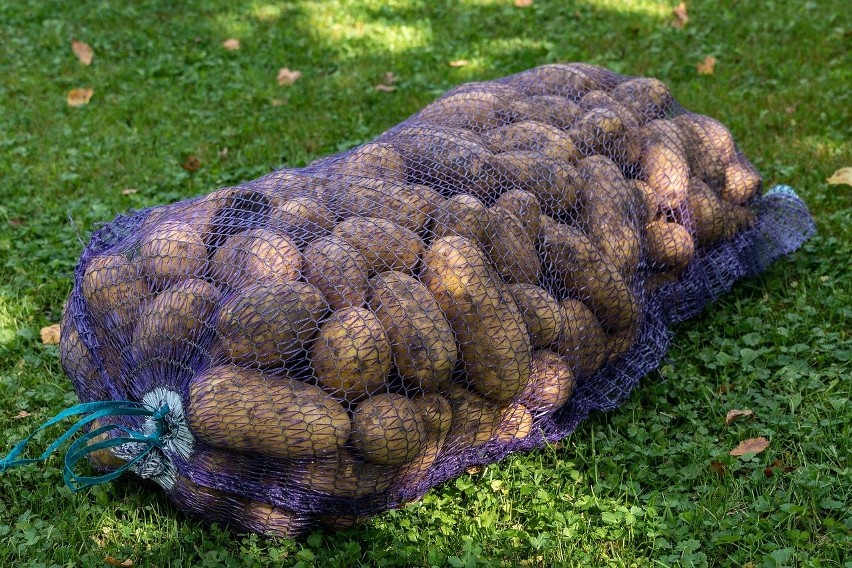 Według oceny GUS zbiory ziemniaków szacuje się na ok. 5,5...