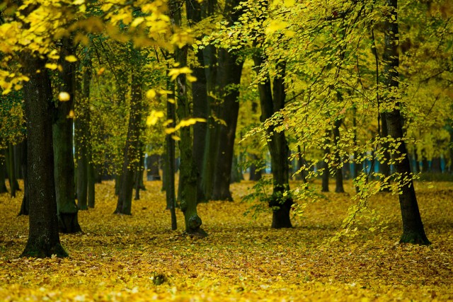 2017-10-17  bialystok jesien park drzewa liscie fot. wojciech wojtkielewicz kurier poranny / gazeta wspolczesna polska press