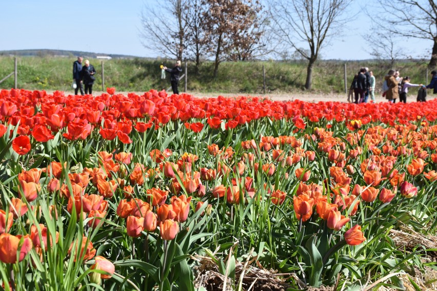 To prawdziwy raj dla miłośników tulipanów. W Chrzypsku...