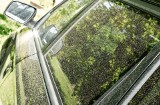 Tajemniczy kurz na samochodach? To nie piasek, to pyłki! W maju pylą drzewa, krzewy i trawy. Alergicy nie mają lekko
