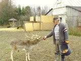 Hodowla danieli to ich pomysł na wolny czas na emeryturze