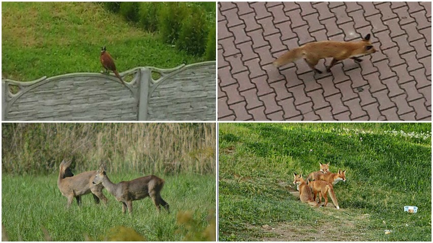 Dzikie zwierzęta w Lublinie