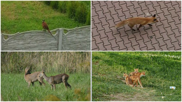 Dzikie zwierzęta w Lublinie