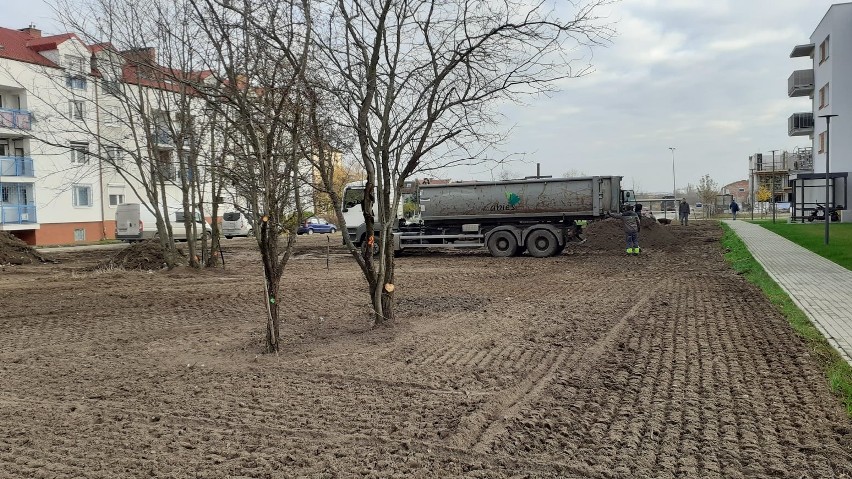 Na terenie dwóch poznańskich dzielnic posadzono drzewa za...
