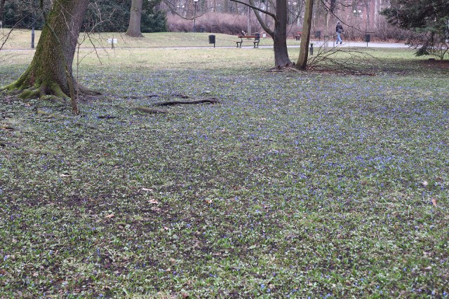 W parku im. Klepacza zaczynają się rozwijać niebieskie kobierce - zakwitły pierwsze cebulice i śnieżniki.
